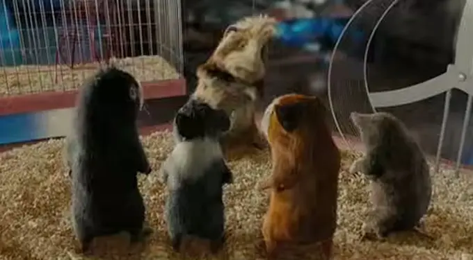 Guinea pigs in G-Force
