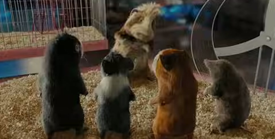 Guinea pigs in G-Force