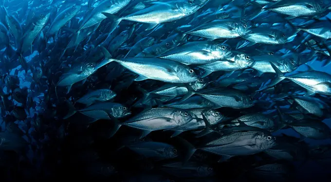 School of fish in the official Disney Oceans hero image