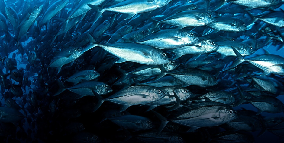 School of fish in the official Disney Oceans hero image