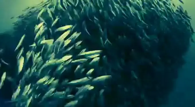School of fish in Oceans