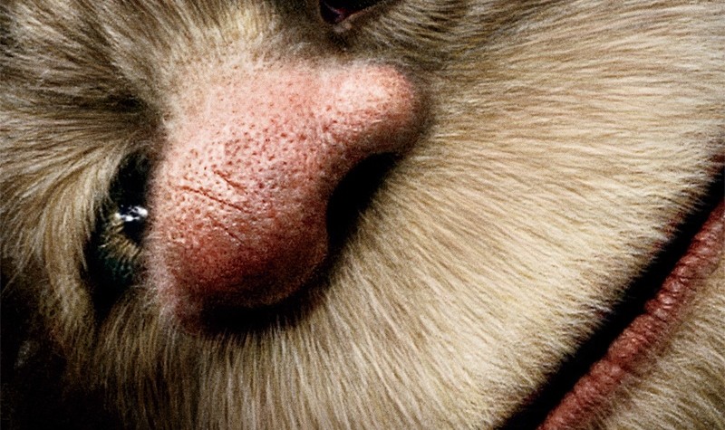 Where the Wild Things Are (Movie Review)