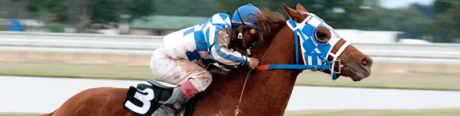 jockey in blue and white silks riding racehorse with number 3