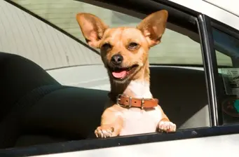 tan Chihuahua dog with collar peeking out car window