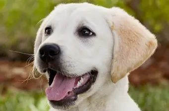 Close-up of happy Labrador Retriever puppy with mouth open