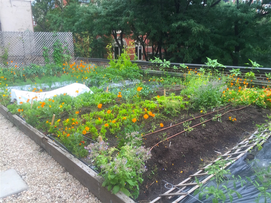 A Look At The Rooftop Farm Of ‘Rosemary’s’ Restaurant