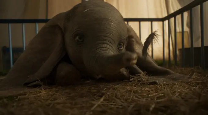 Close-up of baby elephant Dumbo lying on hay with a feather near trunk